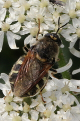 Stratiomys singularior