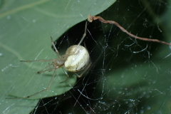 Enoplognatha ovata