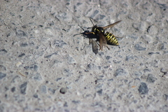 Vespula austriaca