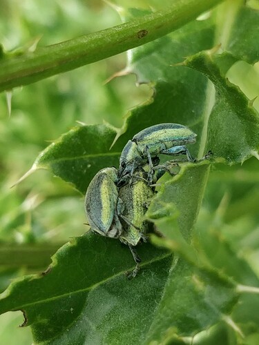 Groene distelsnuitkever, Urkhoven, Eindhoven, Nederland, photo 8 of 10