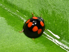 Coelophora bowringii