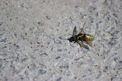 Vespula austriaca