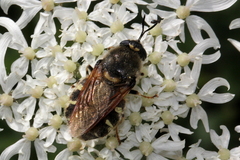 Stratiomys singularior