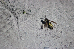 Vespula austriaca