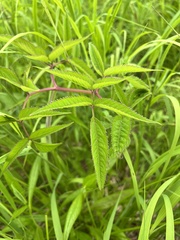 Angelica genuflexa