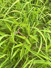 Angelica genuflexa