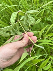 Angelica genuflexa
