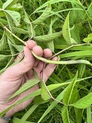 Angelica genuflexa