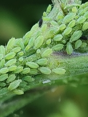 Cavariella theobaldi
