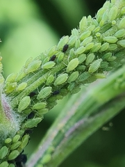 Cavariella theobaldi