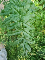 Cavariella theobaldi