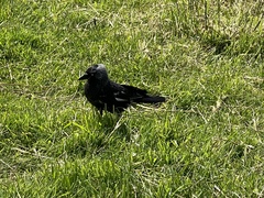 Corvus monedula