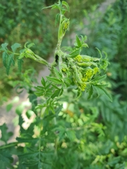 Cavariella theobaldi