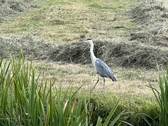 Ardea cinerea
