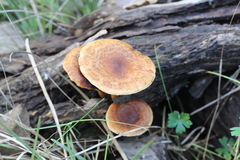 Pholiota communis
