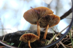 Pholiota communis