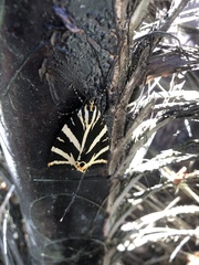 Euplagia quadripunctaria