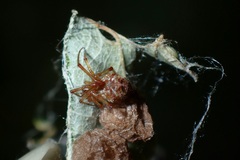 Parasteatoda lunata