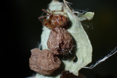 Parasteatoda lunata