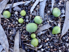Austrobryonia micrantha