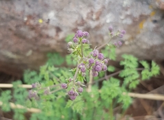 Thalictrum foetidum