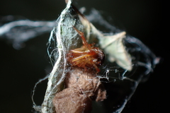 Parasteatoda lunata