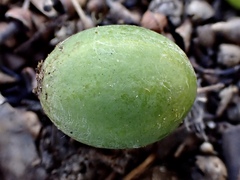 Austrobryonia micrantha