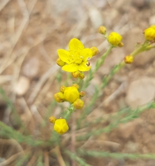 Haplophyllum dauricum