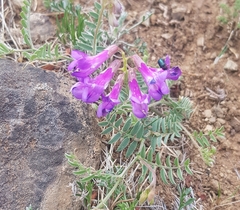 Vicia amoena
