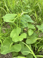 Ligularia fischeri