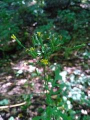 Lactuca quercina
