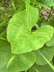 Ligularia fischeri
