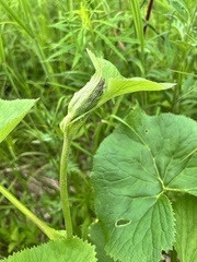 Ligularia fischeri