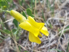 Caragana microphylla