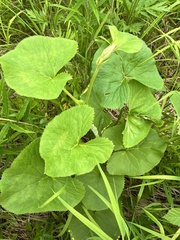 Ligularia fischeri