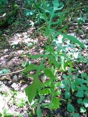 Lactuca quercina