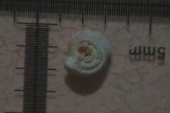 Spirorbis tridentatus