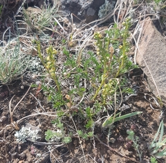 Artemisia commutata