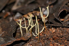 Ramariopsis cremicolor