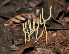 Ramariopsis cremicolor