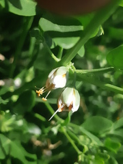 Zygophyllum fabago