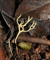 Ramariopsis cremicolor