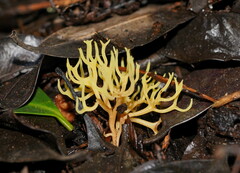 Ramariopsis cremicolor