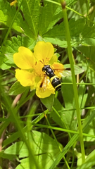 Chrysotoxum bicinctum
