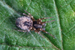 Dictyna uncinata