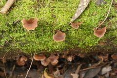 Lentinellus castoreus