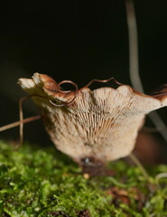 Lentinellus castoreus