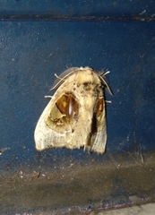 Arrhenophanes perspicilla