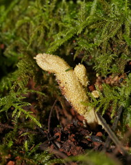 Cordyceps cranstounii