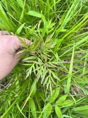 Ostericum maximowiczii